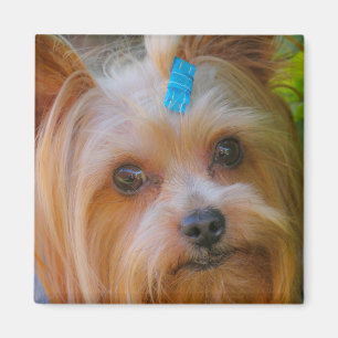 Yorkshire Terrier Yorkie Favourite Breed Magnet