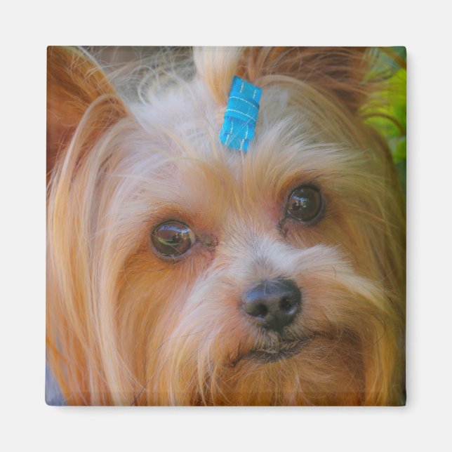 Yorkshire Terrier Yorkie Favourite Breed Magnet (Front)