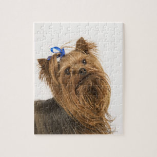 Yorkshire Terrier / Yorkie. Lively breed of Jigsaw Puzzle