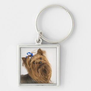 Yorkshire Terrier / Yorkie. Lively breed of Key Ring