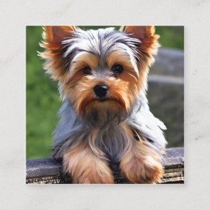 Yorkshire Terriers, or “Yorkies” as They are Affec Square Business Card