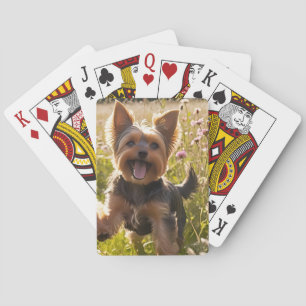 Yorkshire Terriers Playing in the Grass Cards