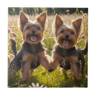 Yorkshire Terriers Playing in the Grass Ceramic Tile