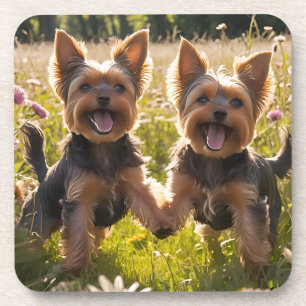 Yorkshire Terriers Playing in the Grass Coaster