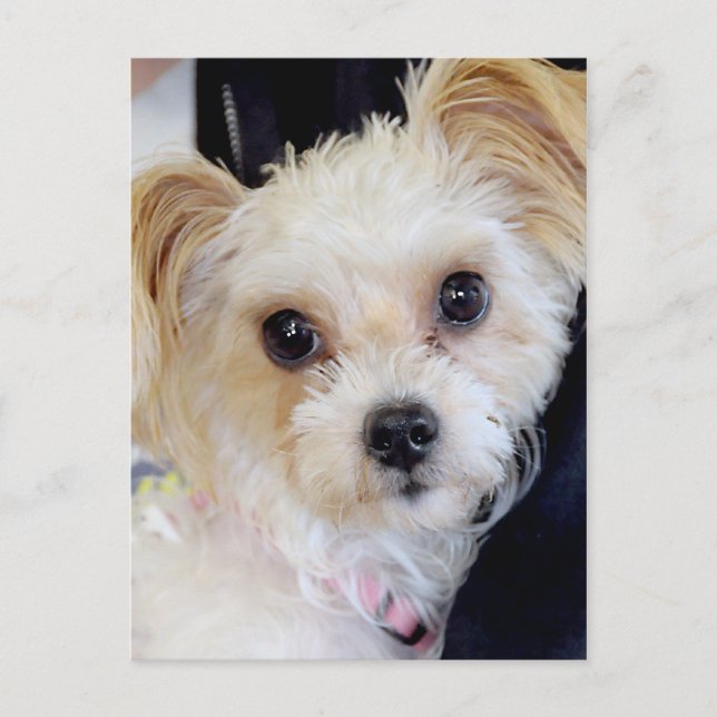 Yorkshire (Yorkie)/Shih Tzu Postcards (Front)