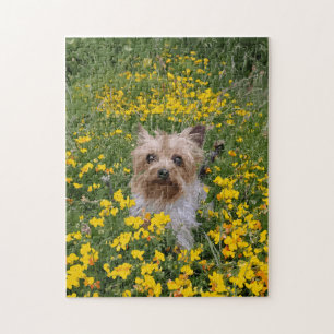 Yorshire Terrier field Jigsaw Puzzle