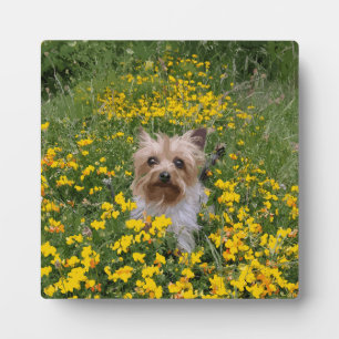 Yorshire Terrier field Plaque