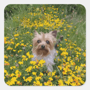 Yorshire Terrier field Square Sticker