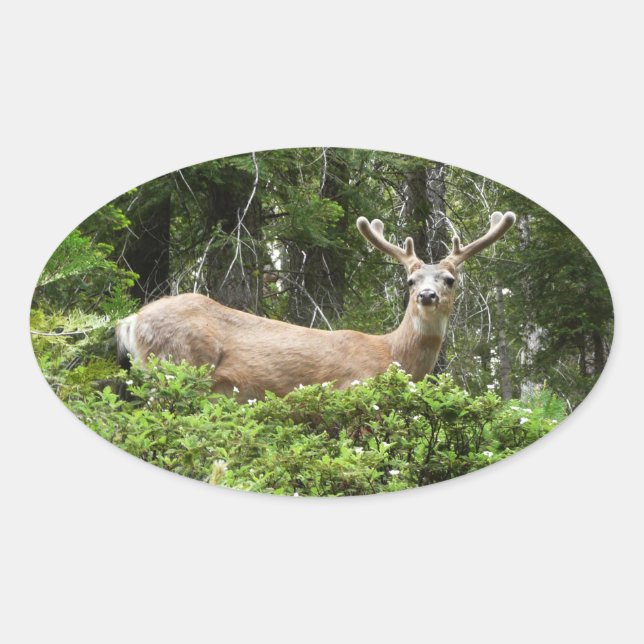 Yosemite Deer Nature Photography Oval Sticker (Front)