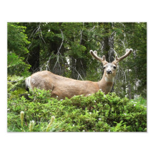 Yosemite Deer Nature Photography Photo Print