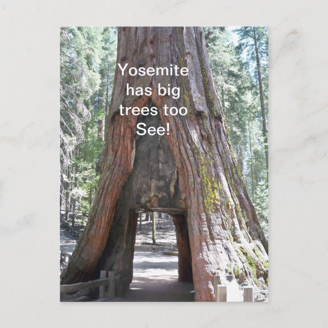 Yosemite has Big Trees Too  Postcard (Front)