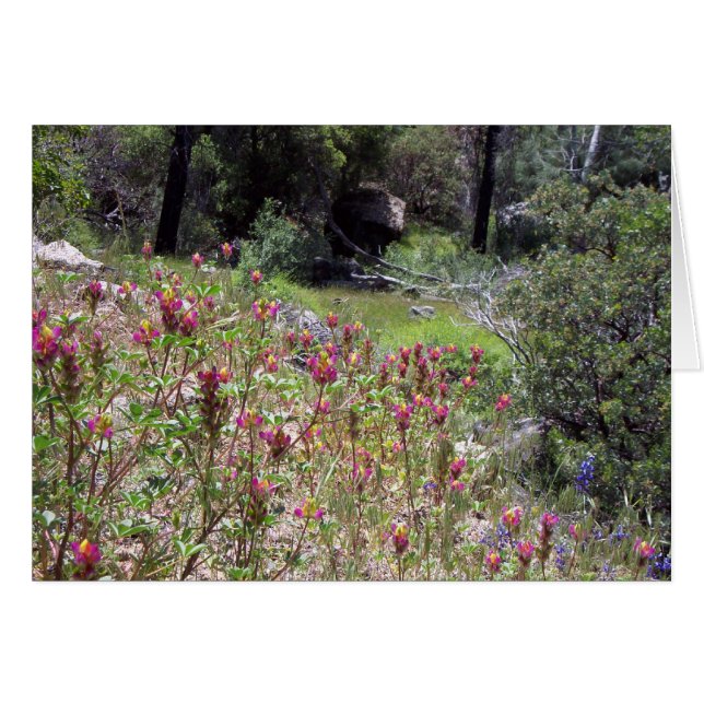 Yosemite in Springtime:  Harlequin Lupine (Front Horizontal)