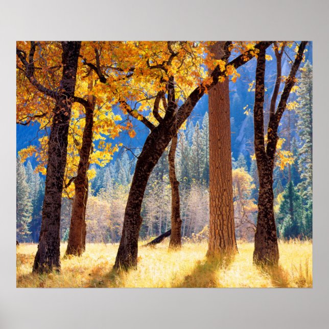 Yosemite National Park Poster (Front)