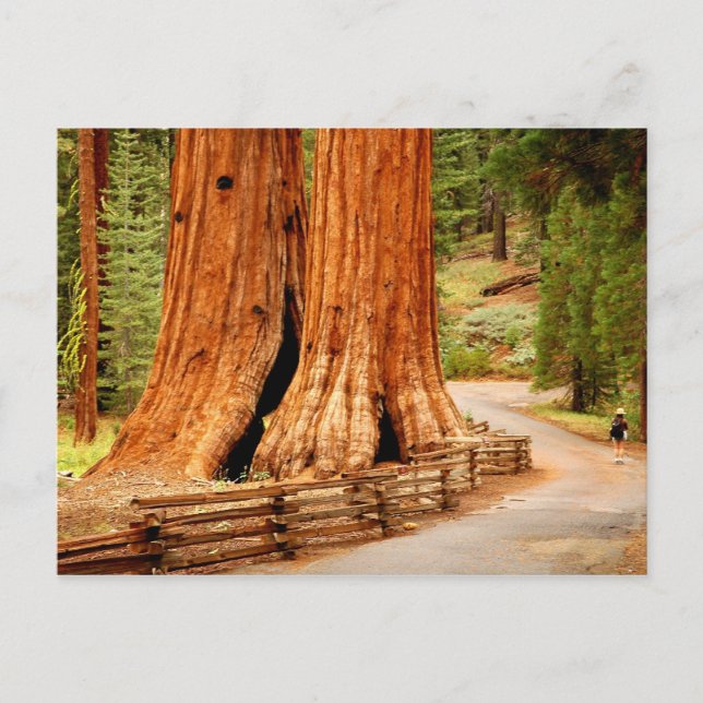 Yosemite redwood trees postcard (Front)