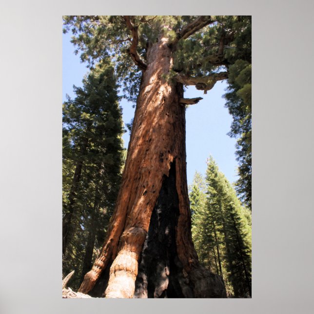 Yosemite sequoia colour photo poster print (Front)