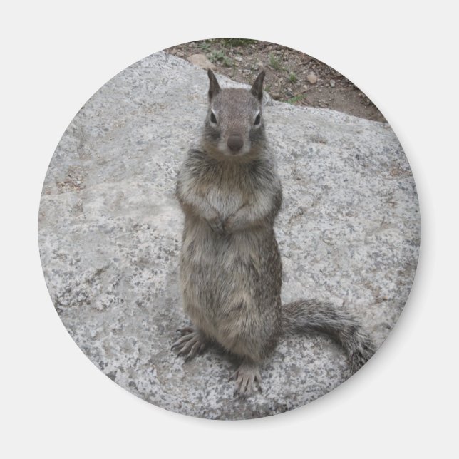 Yosemite Squirrel Magnet (Front)