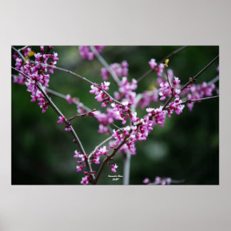 Yosemite's Colour Poster