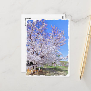 Yoshino Cherry ポストカード Postcard