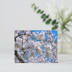 Yoshino Cherry Postcard