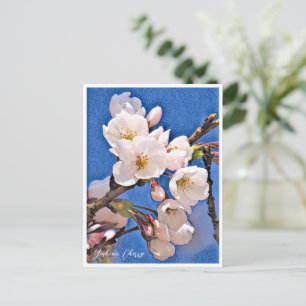 Yoshino Cherry Postcard
