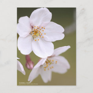Yoshino Cherry：Postcard Postcard
