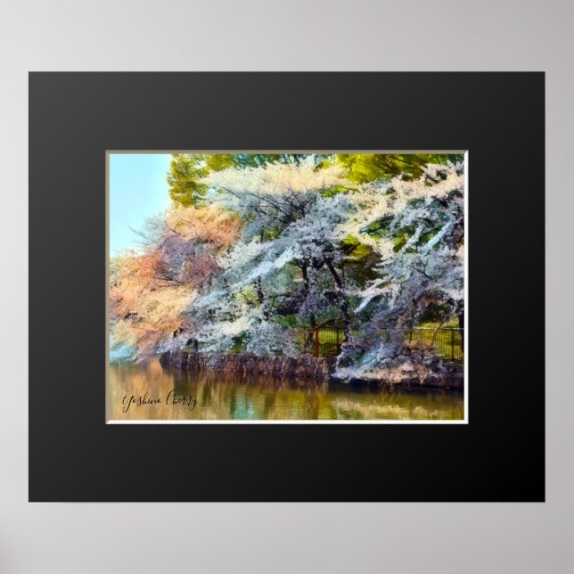 Yoshino Cherry Poster (Front)