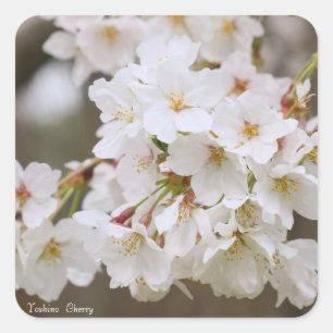 Yoshino Cherry [Square Seal] Square Sticker