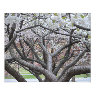 Yoshino Cherry Tree 16"x20" Photo Print