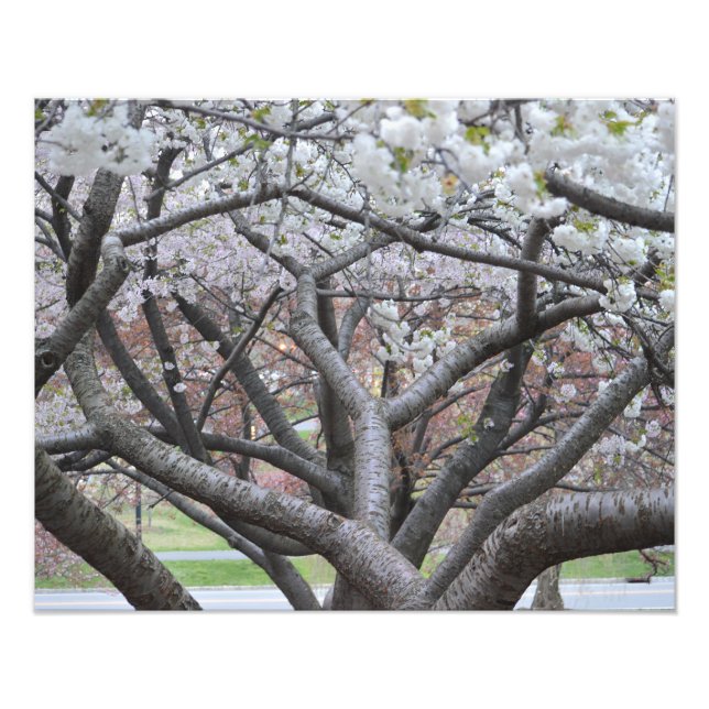Yoshino Cherry Tree 16"x20" Photo Print (Front)