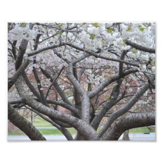 Yoshino Cherry Tree 8"x10" Photo Print