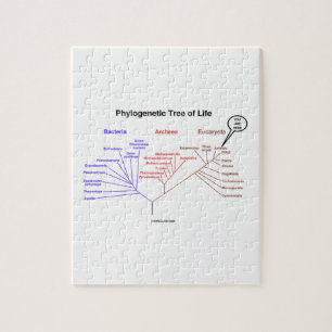 You Are Here Phylogenetic Tree Of Life (Biology) Jigsaw Puzzle
