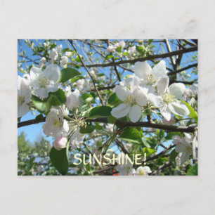 You are MY SUNSHINE! Post Card Apple Blossoms