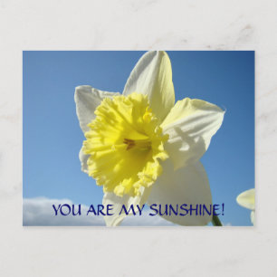 YOU ARE MY SUNSHINE! Postcards Daffodil Flowers