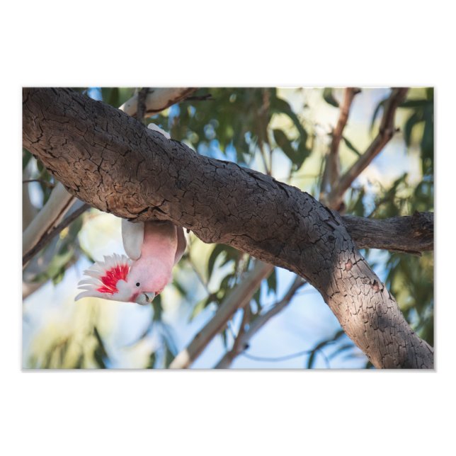 "You call?" Major Mitchell's Cockatoo photo prints (Front)
