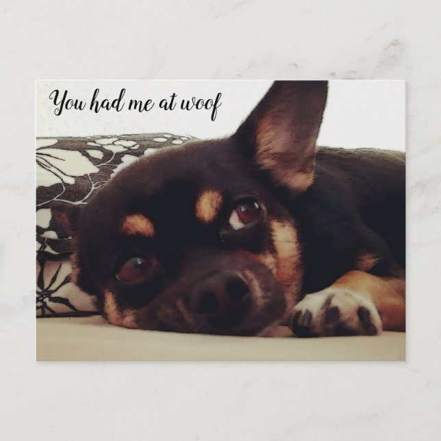 You had me at woof. Chihuahua postcard. Postcard (Front)