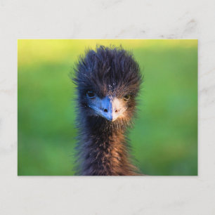 "You Looking at Me?" - Emu Postcard