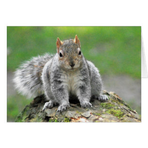 You’re telling me I am a dog in a squirrel’s b