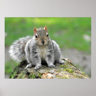 You’re telling me I am a dog in a squirrel’s b Poster