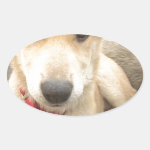 You Should WIFI Your Love Everyday Oval Sticker