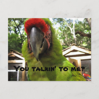 "You talkin' to me?" parrot, postcard