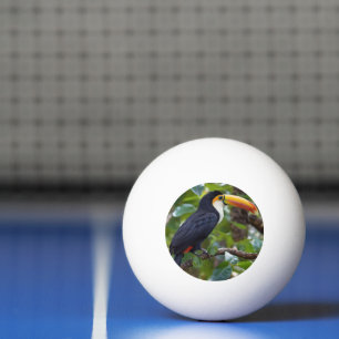 You Toucan Sit In The Treetops, Ping Pong Ball