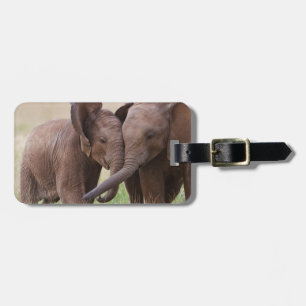 Young African Elephants Playing Luggage Tag