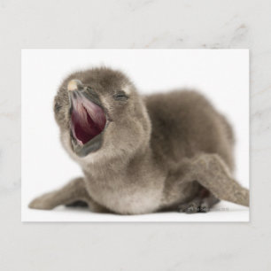 Young African Penguin - Spheniscus demersus. Postcard