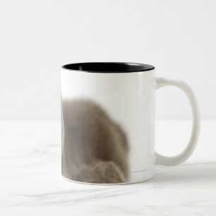 Young African Penguin - Spheniscus demersus. Two-Tone Coffee Mug