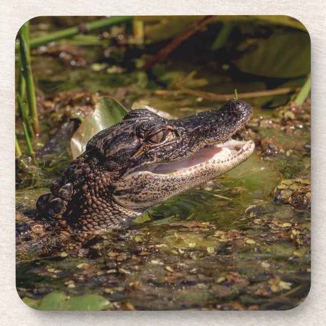 Young Alligator Coaster (Front)