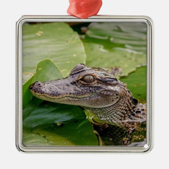Young Alligator Metal Ornament (Front)