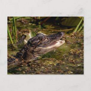 Young Alligator Postcard