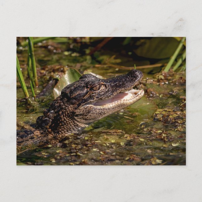Young Alligator Postcard (Front)