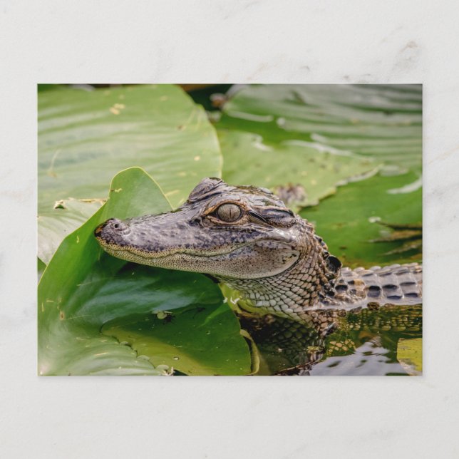 Young Alligator Postcard (Front)