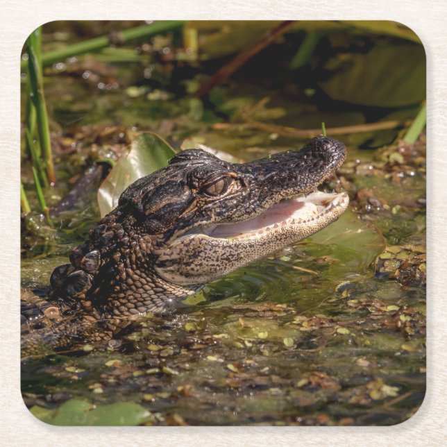 Young Alligator Square Paper Coaster (Front)